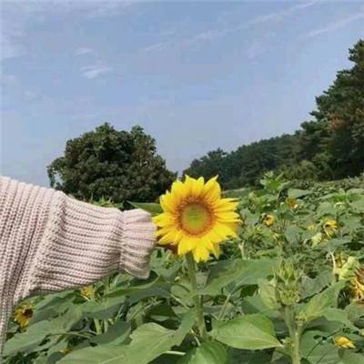 小米版坦克风云下载
